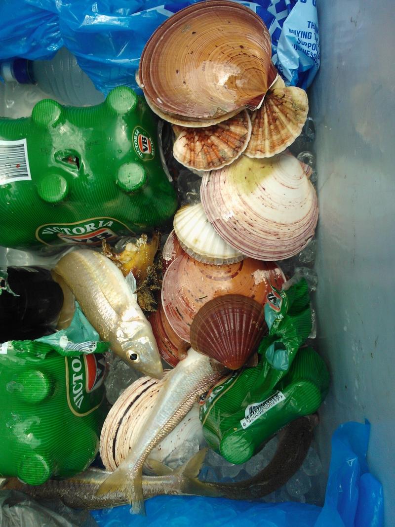 Scallops and whiting Fishing Fishing WA. Fishing